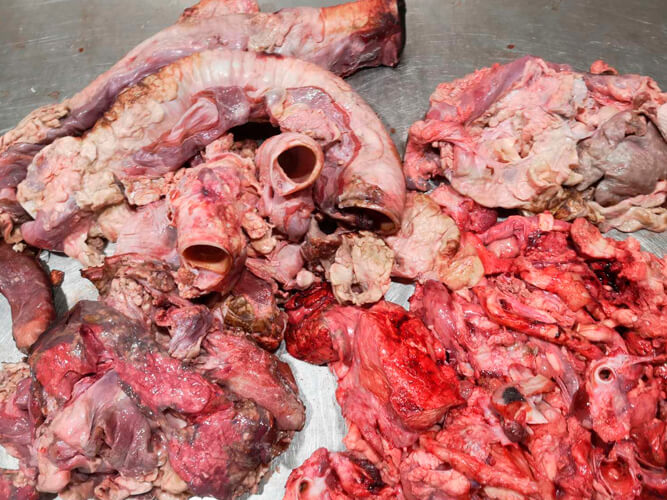 говяжий натуральный корм для собак