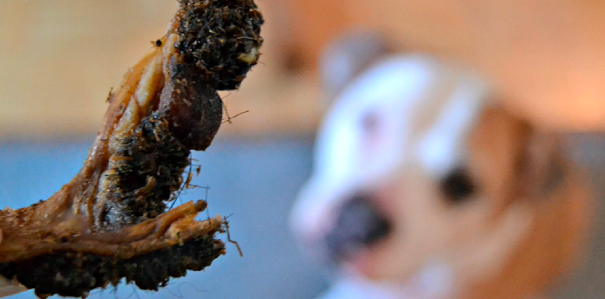 Сушеное мясо для собак